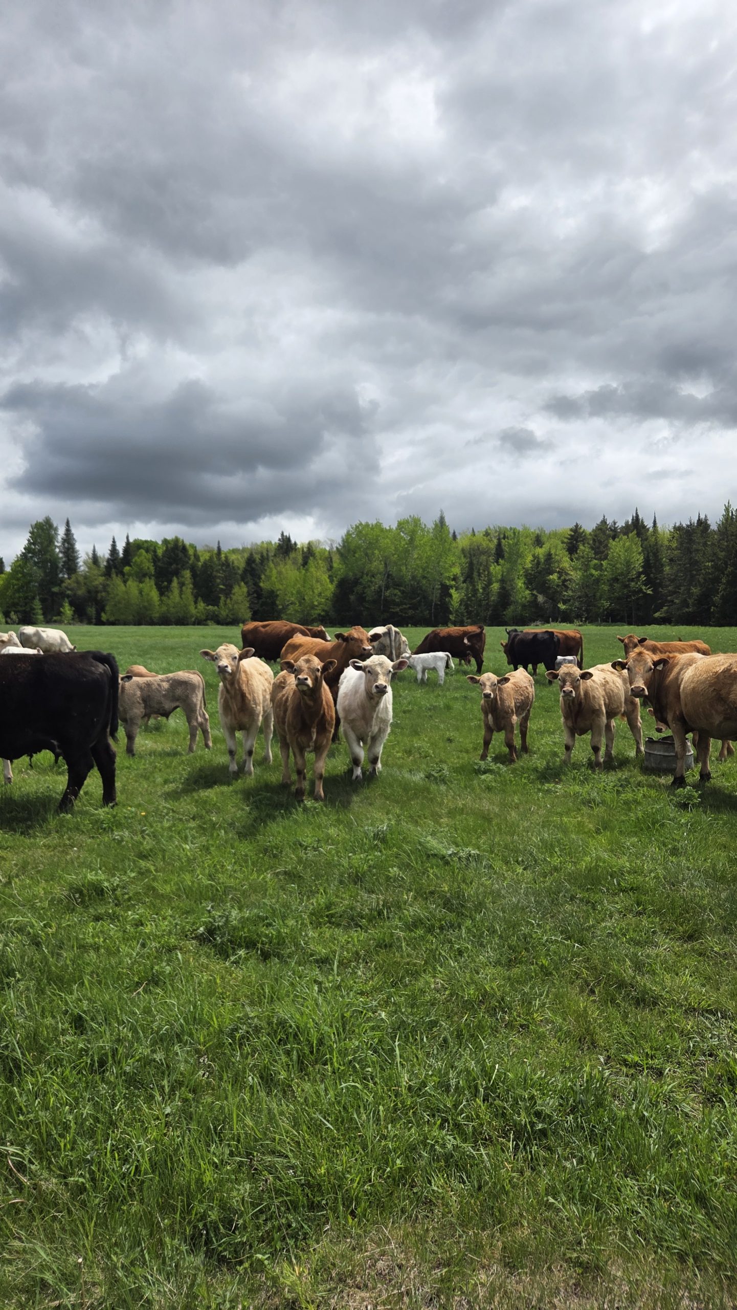 Des vaches!